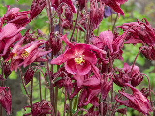 European, common columbine, granny's nightcap or bonnet (Aquilegia vulgaris) flowering with pendent flowers with strongly spurs in summer