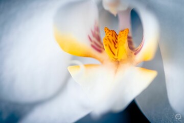 Closeup of yellow pistils of white Moth orchid flower