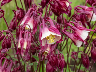 European, common columbine, granny's nightcap or bonnet (Aquilegia vulgaris) flowering with pendent...