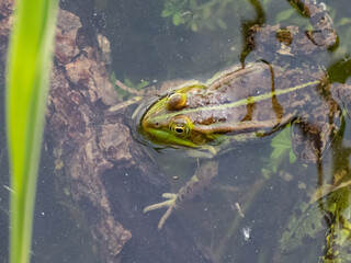 Close-up shot of a common water frog or green frog (Pelophylax esculentus) in water
