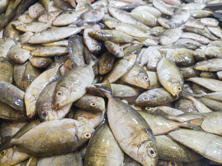 Fine spotted rabbitfish or spinefoot in Indonesian is called Bawis fish which is sold in...