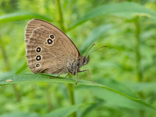 Close-up shot of the ringlet (Aphantopus hyperantus) in summer. Medium-sized butterfly, upper and lower sides are brown with yellowish eyespots