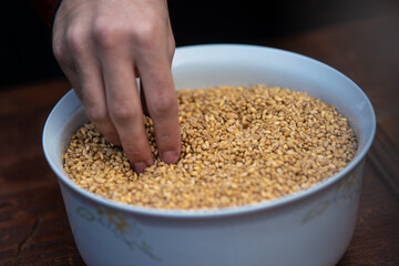 Mans hand taking grain from bowl. Wheat seeds in hand, closeup.