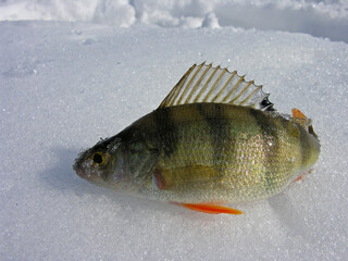 Winter fishing trophy - a small perch.