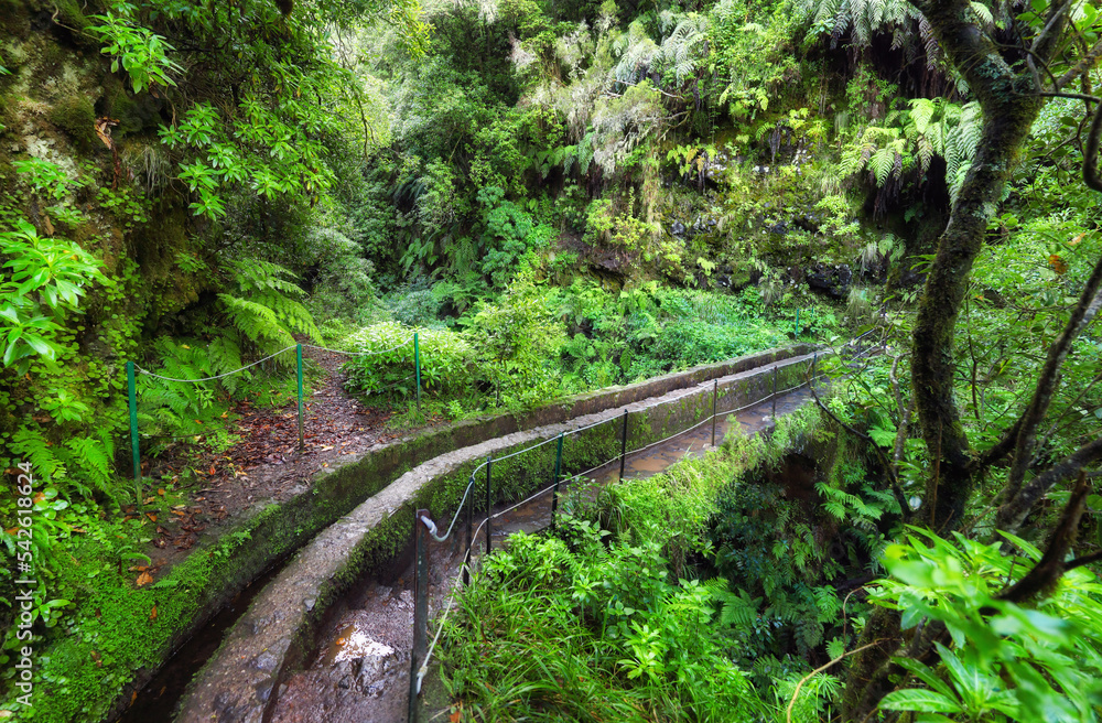 Sticker Jungle with water canal in Green Madeira Island, Water bridge levada, Portugal