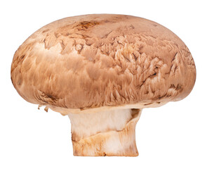 Fresh White champignon mushroom isolated background, White champignon mushroom on white PNG file.