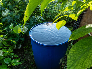 Blue, plastic water barrel reused for collecting and storing rainwater for watering plants full...