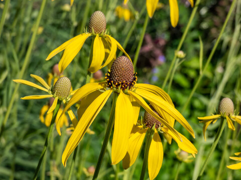Pinnate prairie coneflower, gray-head, yellow or prairie coneflower (Ratibida pinnata) blooming with yellow flower heads containing up to 15 ray florets. The center is globular in shape