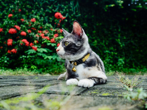 cat in the garden. Cat relaxing in the garden.