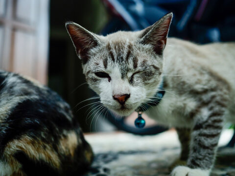 Cat winks at the camera. Cat expression. Funny Cat. Kitten face.