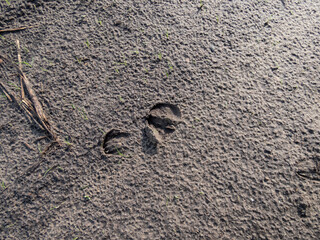 Close-up of footprints of roe deer (Capreolus capreolus) in deep and wet mud in the ground. Tracks...