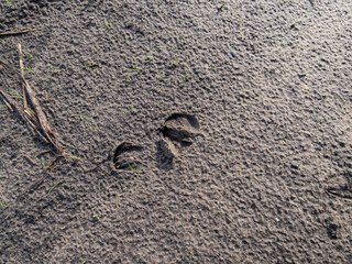 Close-up of footprints of roe deer (Capreolus capreolus) in deep and wet mud in the ground. Tracks of animals on a walking trail in the countryside in sunlight