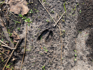 Close-up of footprints of roe deer (Capreolus capreolus) in deep and wet mud in the ground. Tracks...