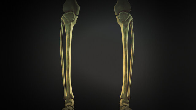 Tibia and Fibula of human skeleton