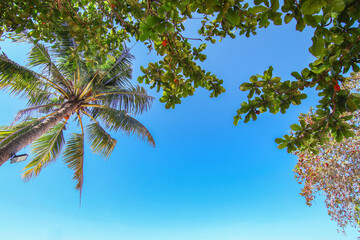 Real tree palm coconut and plant leaf in look up view frame position with clear blue sky background