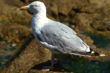 Goéland argenté, Larus argentatus, European Herring