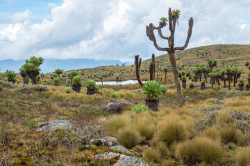 A water pond in the 7ponds hiking trail at Aberdare National Park, Kenya