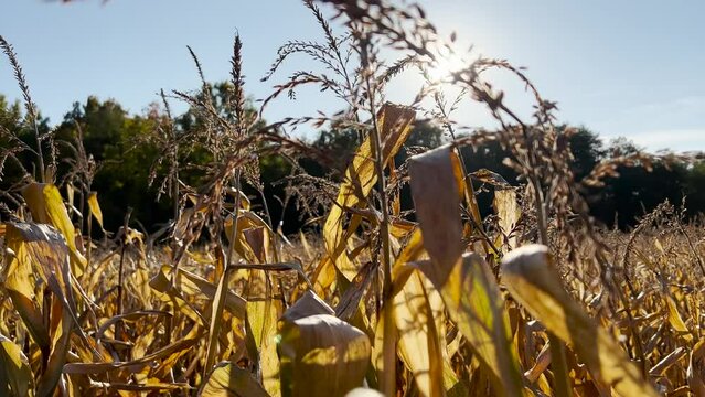 Panoramic slow view of the golden field of corn against the backdrop of the green forest in the sun rays of the setting sun, tops of ripe corn closeup concept, the rays of the sun enveloped the field