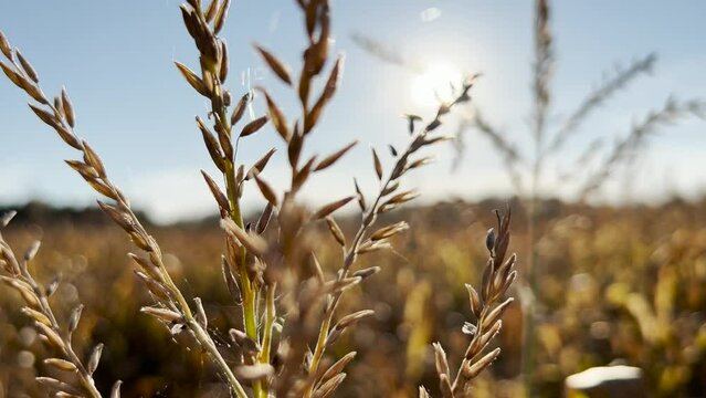 Golden panicle of corn on sunset background closeup concept, the wind shakes the cornbread view, panicle in the rays of the setting sun, corn field on the horizon and blue sky view 