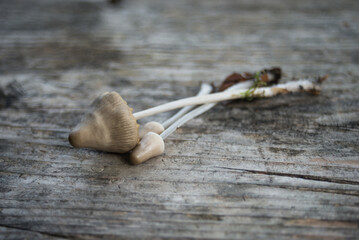 closeup of little mushrooms on wooden table background