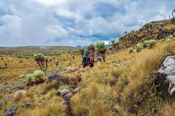 Rear view of group of hikers in the high altitude zone of the Aberdare National Park, Kenya