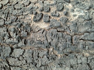Bark of a tree
detailed view