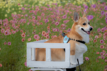 コスモス畑のコーギー