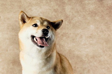 Portrait of a Shiba Inu dog in close-up on a vintage background