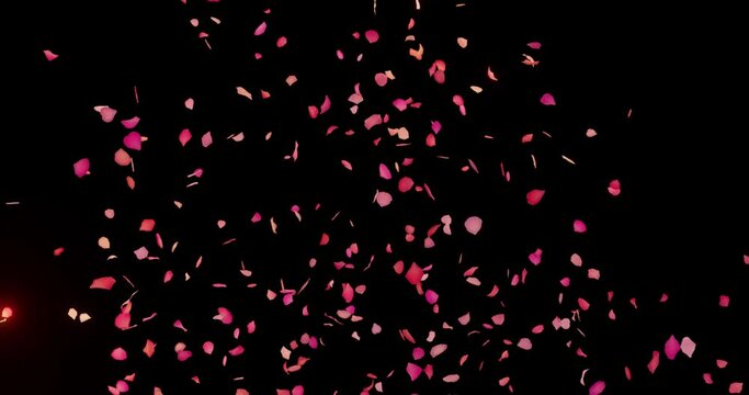  3d render fireworks from petals. High quality 4k footage Colorful explosion footage of a lot of rose petals on an isolated black background. Can be used by overlaying your videos.