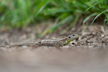 Zauneidechse, Lacerta agilis