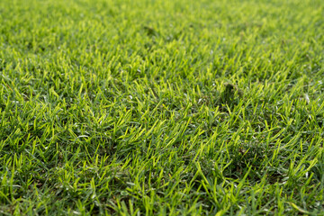 Green grass texture for background. Green lawn pattern and texture background. Close-up.