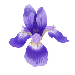 Iris flower. Hand-drawn realistic digital illustration isolated on transparent background. Watercolor violet irises