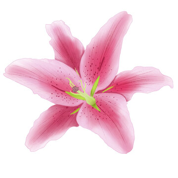 Pink lily flower illustration isolated on transparent background. Watercolour tender lilies