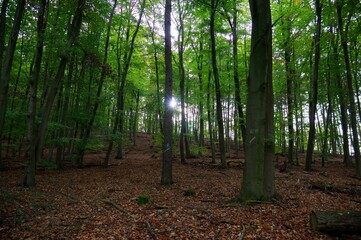 Obraz premium Beautiful morning in a German forest. Sun shining through the leaves and trees.
