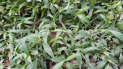 Greeny nature's Floor