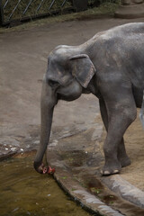 Fototapeta premium Asian elephant cleaning beet in the water