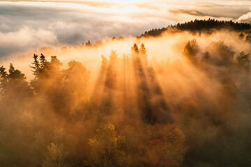 Foggy forest with sun rays. Top view from drone of mountain valley in low clouds. Aerial view of mountain peak with green trees in fog - obrazy, fototapety, plakaty