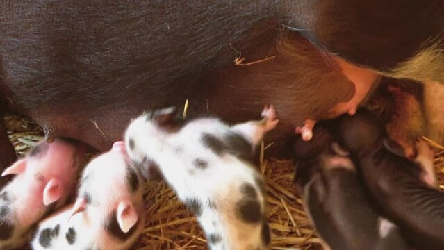 Piglets pot-bellied pig, Sus scrofa domesticus, tussle over teats of mother lying on ground to suckle milk