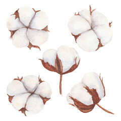 Cotton bolls watercolor illustration isolated on white background.