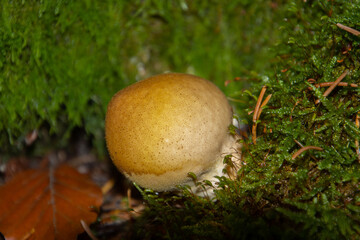 Scleroderma mushroom growing on moss, also called Kartoffelbovist