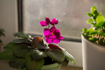 Blooming fuchsia violet on the windowsill. home decoration, houseplant.