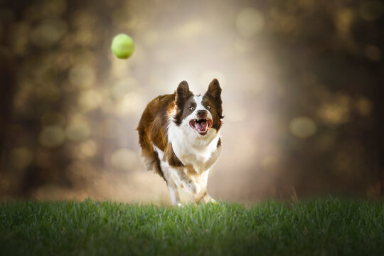Border collie cute portrait chasing ball
