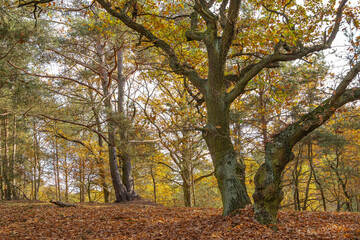 Jesień, samotny dąb w lesie, kolorowe liście podświetlone świtłem.