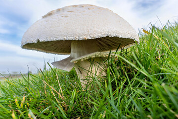champignon in the meadow on a dike
