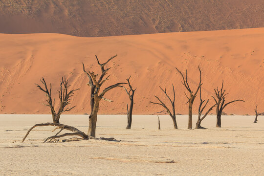 Deadvlei, white clay pan located inside the Namib-Naukluft Park in Namibia.Africa. © Tomasz Wozniak