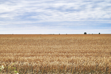 a field of ripe yellow wheat against a blue sky