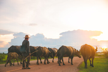 A herd of buffaloes walks with a man taking care of them at the countryside.