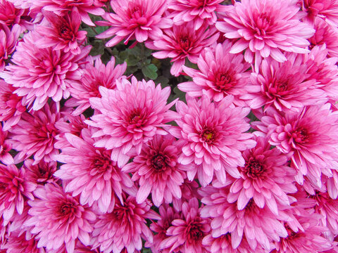 Pink Florists' Chrysanthemum flowers. Dendranthema grandiflorum