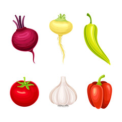 Set of fresh organic vegetables. Tomato, pepper, turnip, garlic, bell, beetroot vector illustration