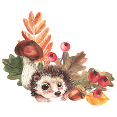 Corner composition of hedgehog, mushrooms, falling leaves, red berries and acorns. Isolate. Watercolor illustration.